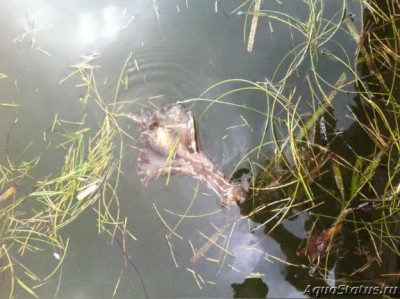 Заяц чёрный морской (Aplysia fasciata)