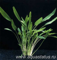 Фото Криптокорина блестящая Cryptocoryne lucens  (photo#14643)