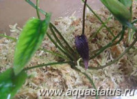 Фото Криптокорина маленькая Cryptocoryne minima  (photo#14645)