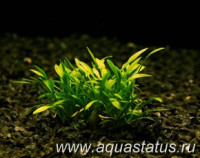 Криптокорина парва (Cryptocoryne parva)