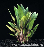 Фото Криптокорина петча Cryptocoryne petchii  (photo#14647)