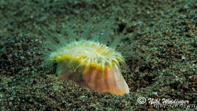 Фото Мигрирующий коралл Heteropsammia cochlea  (photo#146498)