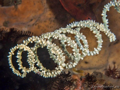 Спиральный проволочный коралл (Cirrhipathes  spiralis)