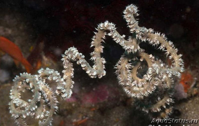 Фото Спиральный проволочный коралл Cirrhipathes spiralis  (photo#146509)