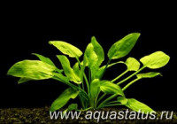 Криптокорина понтедериеволистная (Cryptocoryne pontederiifolia)