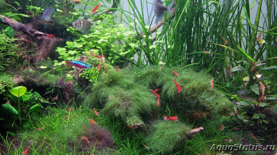 Подводный Романтик. Мой аквариум Fluval Roma 120 литров (Zlatka)