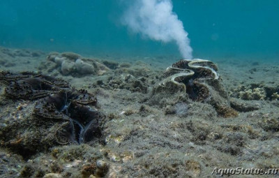 Фото Чешуйчатый гигантский моллюск Tridacna gigas  (photo#146559)