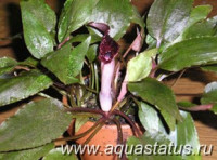 Криптокорина забавная (Cryptocoryne scurrilis)