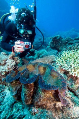 Чешуйчатый гигантский моллюск (Tridacna gigas)