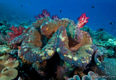 Чешуйчатый гигантский моллюск (Tridacna gigas)