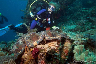 Чешуйчатый гигантский моллюск (Tridacna gigas)