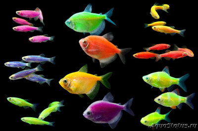 Как вы относитесь к рыбкам GloFish "глофиш" (опрос)?