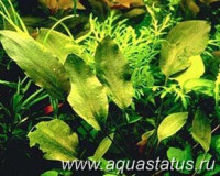 Фото Криптокорина сиамская Cryptocoryne siamensis  (photo#14657)