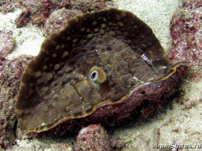 Фото Дьявольский моллюск Tridacna mbalavuana  (photo#146579)