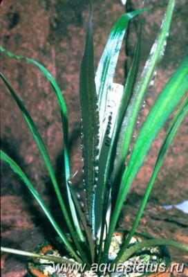 Криптокорина спиральная (Cryptocoryne spiralis)