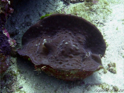 Дьявольский моллюск (Tridacna mbalavuana)