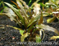 Фото Криптокорина волнистая Cryptocoryne undulata  (photo#14660)