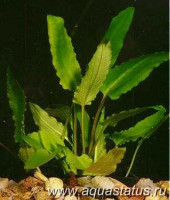 Криптокорина вендта (Cryptocoryne wendtii)