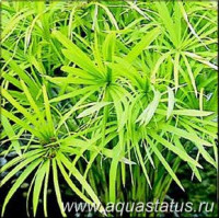 Фото Циперус болотный Cyperus alternifolius  (photo#14662)