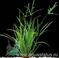 Фото Циперус хелфера Cyperus helferi  (photo#14663)