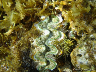 Гигантский моллюск ( Tridacna  sqamosina )