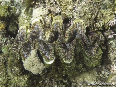 Гигантский моллюск (Tridacna elongatissima)