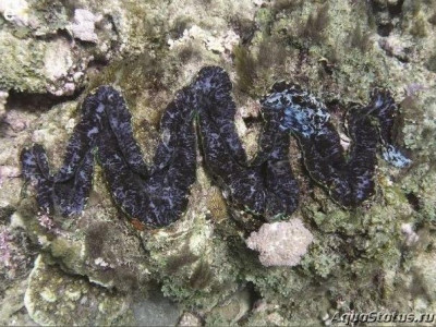 Гигантский моллюск (Tridacna elongatissima)