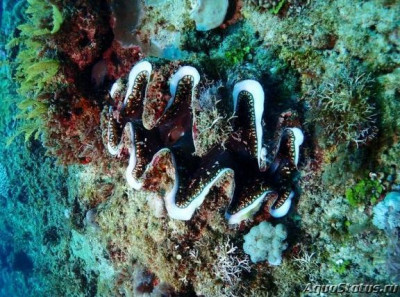 Гигантский моллюск (Tridacna elongatissima)