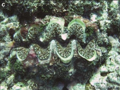 Гигантский моллюск (Tridacna elongatissima)