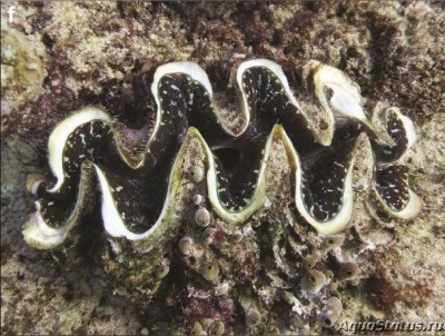 Гигантский моллюск (Tridacna elongatissima)