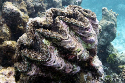 Гигантский моллюск (Tridacna elongatissima)