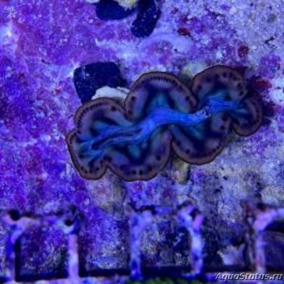 Тридакна гибридная (Tridacna maxima x crocea, T. maxea)