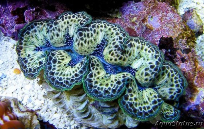 Тридакна гибридная (Tridacna maxima x crocea, T. maxea)