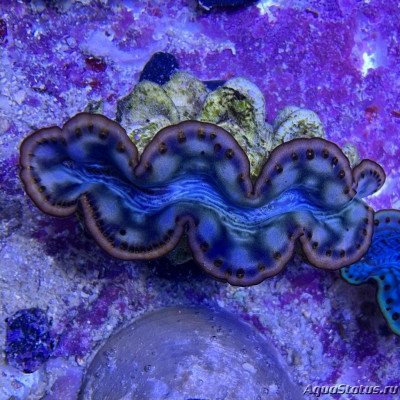 Тридакна гибридная (Tridacna maxima x crocea, T. maxea)