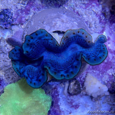 Тридакна гибридная (Tridacna maxima x crocea, T. maxea)