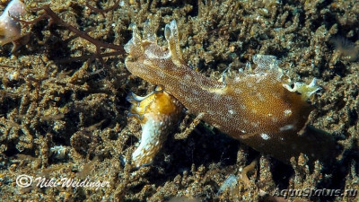 Заяц морской ( Aplysia nigrocincta )