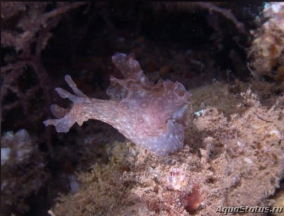 Заяц морской пятнистый (Аplysia oculifera)