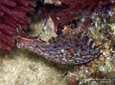 Фото Заяц морской пятнистый Аplysia oculifera  (photo#146696)