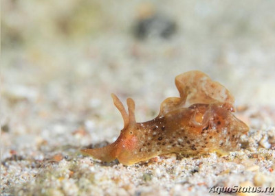 Заяц морской пятнистый (Аplysia oculifera)