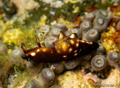 Заяц  морской веснушчатый (Aplysia parvula)