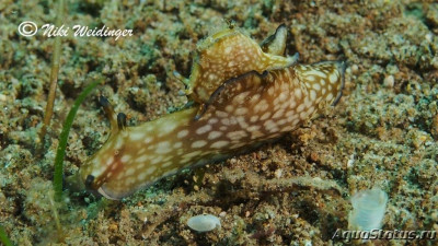 Заяц  морской веснушчатый (Aplysia parvula)