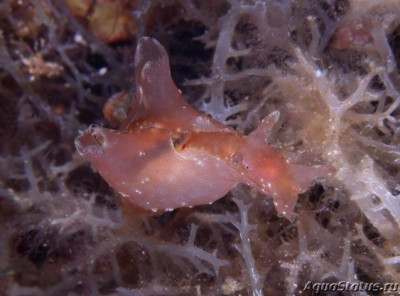 Заяц  морской веснушчатый (Aplysia parvula)