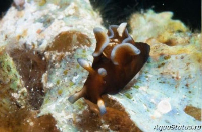 Заяц  морской веснушчатый (Aplysia parvula)