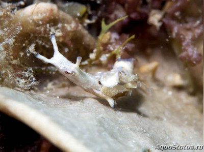 Заяц  морской веснушчатый (Aplysia parvula)