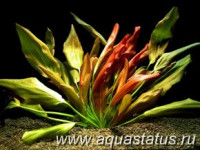 Фото Эхинодорус beauty red Echinodorus beauty red  (photo#14680)