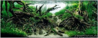 Рио-боку или Rio Boku (Ryoboku Aquascape)