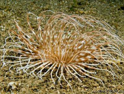 Цилиндрическая роза  Пахицериантус мауа ( Pachycerianthus maua )