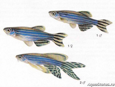 Как отличить самку данио от самца?