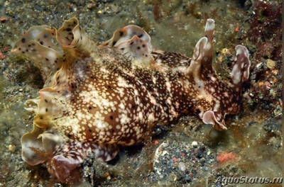 Заяц морской Аплизия сетчатая ( Аplysia reticulata )