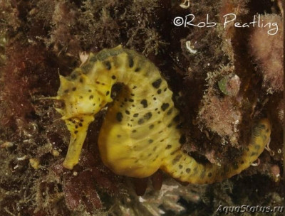 Конёк морской пузатый Новозеландский или Брюшной  гиппокамп (Hippocampus abdominalis)